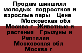 Продам шиншилл молодых, подростков и взрослые пары › Цена ­ 1 000 - Московская обл., Москва г. Животные и растения » Грызуны и Рептилии   . Московская обл.,Москва г.